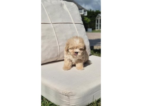 Teacup maltipoo bebekleri sizleri bekliyor 