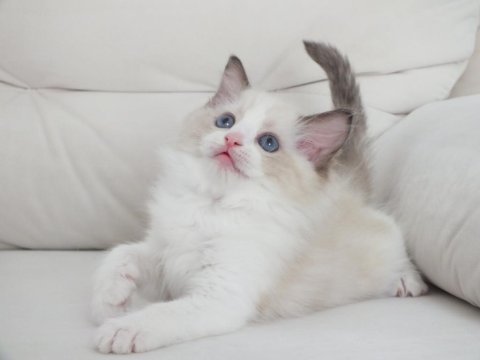 Full şecereli ragdoll yavruları