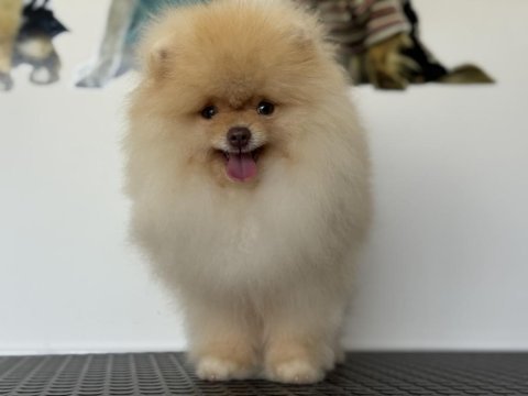 Show kalite fcı export pedigreli kore pomeranian