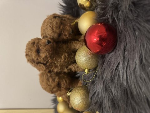 Orijinal toy poodle bebeklerimiz