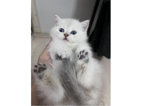 British shorthair erkek (açıklamayı okuyunuz)