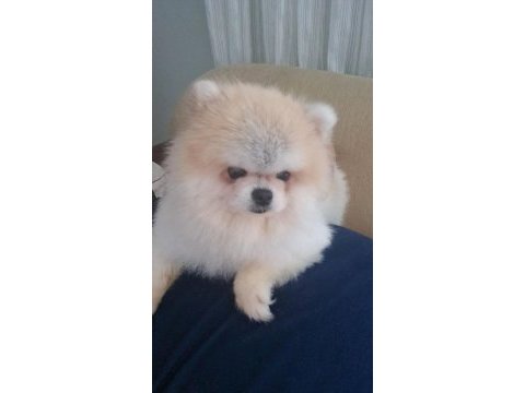 Pomeranian boo dişi 1 yaşında