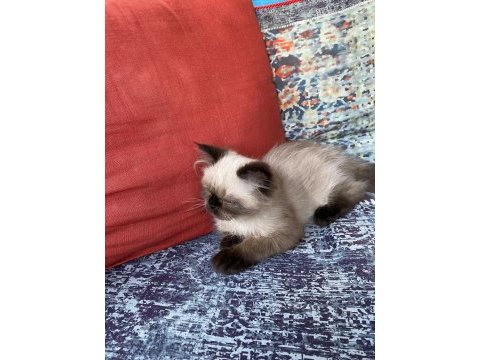 Chinchilla kirpik yeni yuvasini ariyor