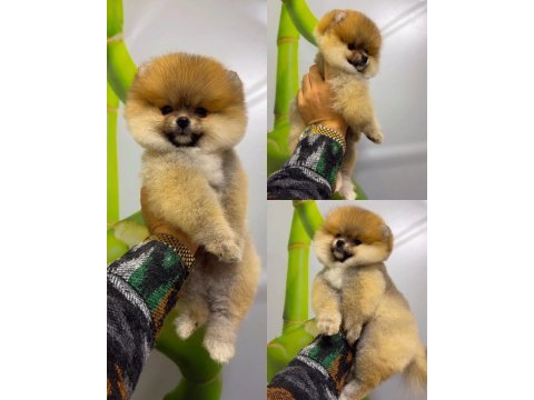Pomeranian boo (ayı surat) garantili yavrularımız