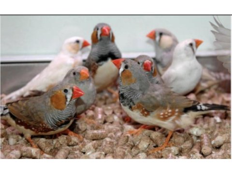 Zebra finch (hint bülbülü)