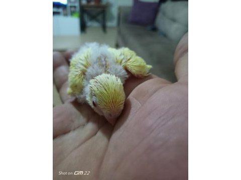 Son muhabbet kuşu yavrular