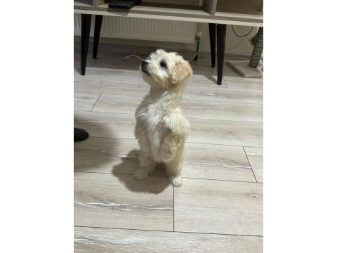 55 günlük dişi maltipoo