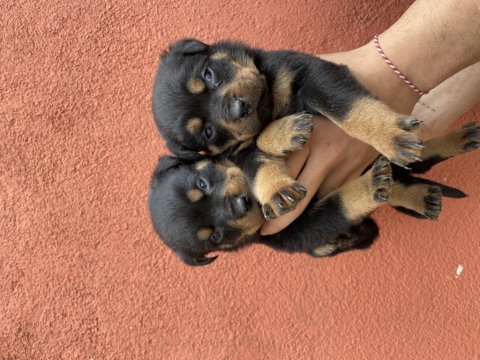 40 günlük koca kafa rottweiler yavrular