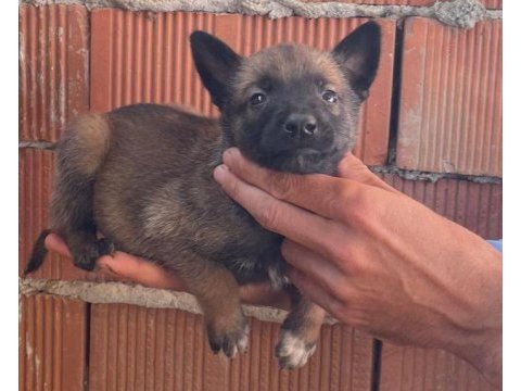 Dik kulaklı belçika kurdu yavrularımız mevcut