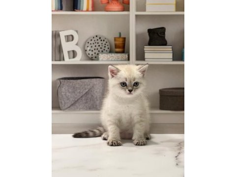 Brıtısh shorthair sılver yavrularım 