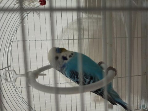 Muhabbet kuşu 1 çift