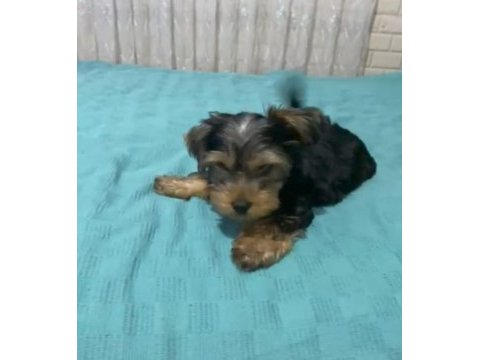 Teker yorkshire terrier