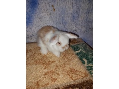 Teddy lop tavşan yavrular mavi göz yavrular
