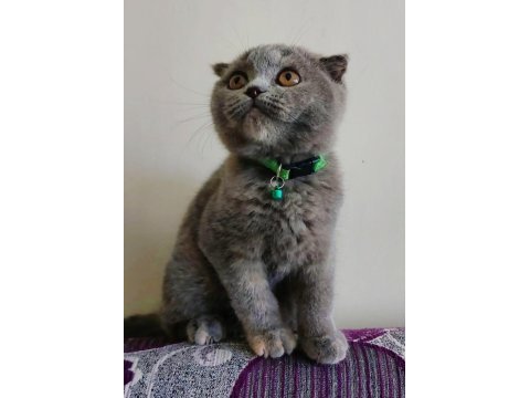 Gri scottish fold dişi