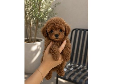 Minikli ve sevimli poodle yavrular