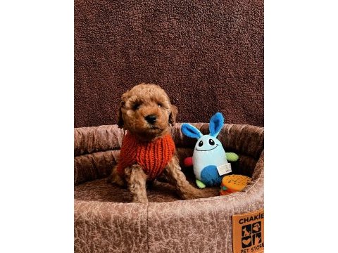 Ailesine gitmeyi bekleyen bir poodle bebek