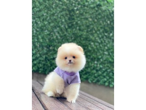 Sevimli pomeranian köpekler