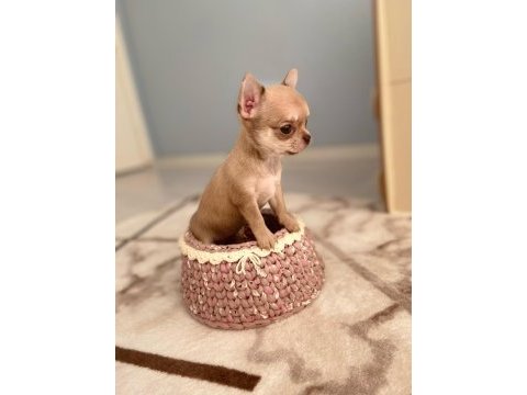 Anne altından chihuahua (şivava) bebekler