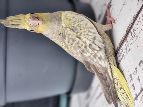 Bir aylık evde büyüyen uysal sultan papağanı yavrular