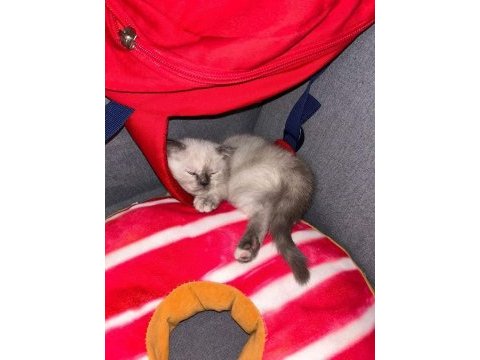 İlk gelen alır oyun hastası british shorthair