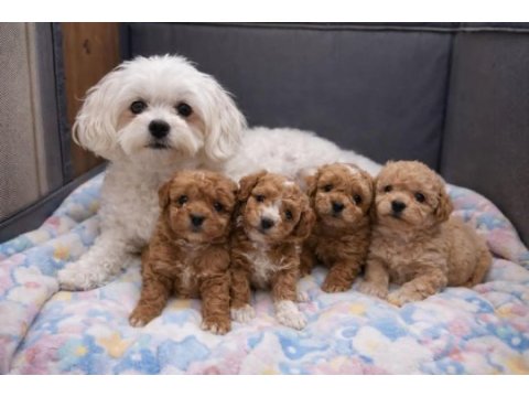 Maltipoo  yavrularımız 