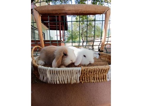 Hollanda teddy lop tavşanı yavrular