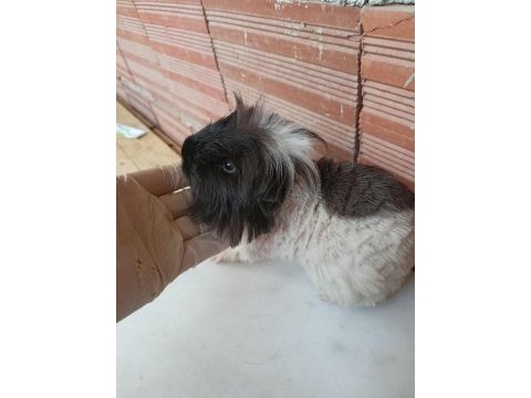 Erkek guinea pig fazlalık