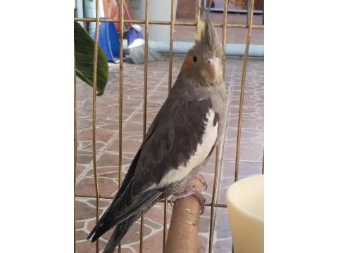 Yeni yeme düşmüş ısırma bilmez bebek sultan papağanı