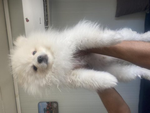 Safkan pomeranian köpeğimiz