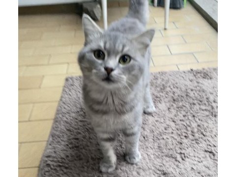 British shorthair 3 yaşında