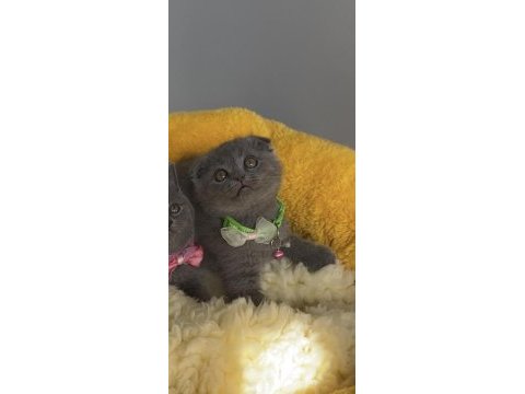 Ayı suratlı blue scottish fold bebeğim