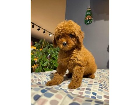 Ev ortamında büyüyen tatlı toy poodle bebekler