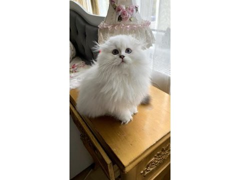 75 günlük biblo gibi yavru scottish fold