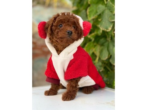 Kore toy poodle yavrularımız
