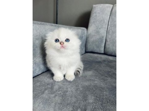 2 aylık erkek uzun tüylü scottish fold