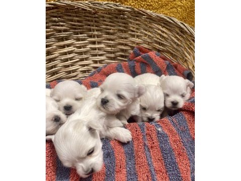 Sıfır numara maltese köpekler