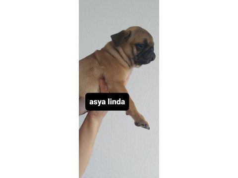 Erkek pug mops