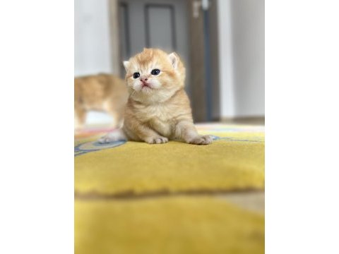 Golden ny12 erkek british shorthair