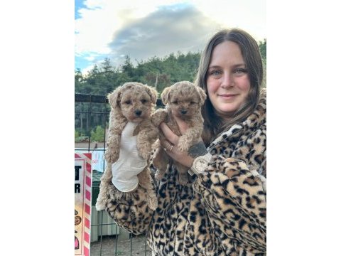 Toy poodle bebekler