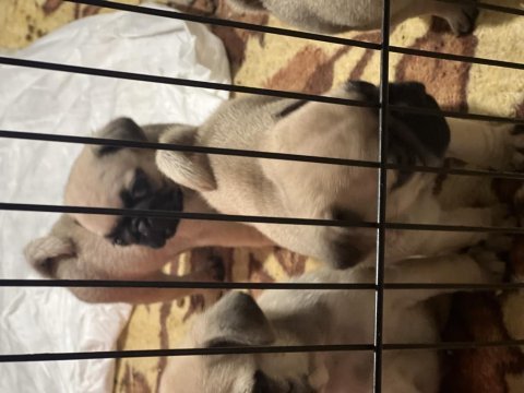 Anne altından sağlıklı sevimli orjınal pug yavruları