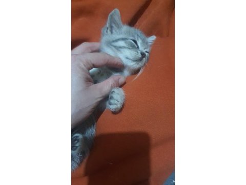 British shorthair 3 minik kız kardeşler