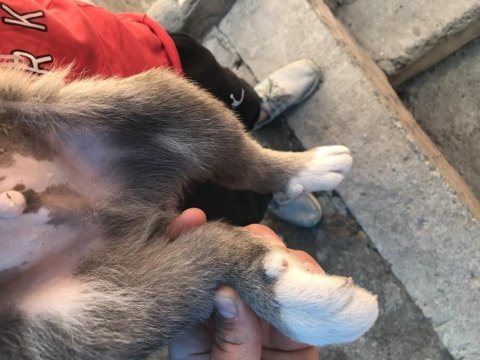 Dişi ve erkek kangal çift kaçırma derim bi aramanda şans var
