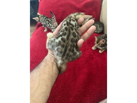 Show class bengal kedisi bebekler