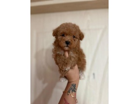 Toy poodle bebeklerimiz