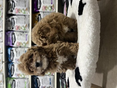 Irkının en güzel örnekleri maltipoo bebekler