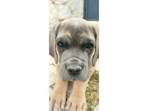 Saf kan mükemmel yavrular cane corso