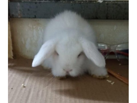 Hollanda lop tavşan yavrusu