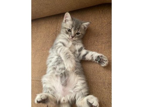 British shorthair yavrular