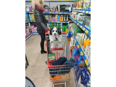 4 aylık nadir ırk köpeğimiz