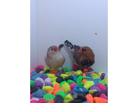 Ob takımlar vasıflı jumbo takım finch tek kalite
